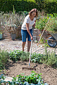 Woman working on a bed, succession planting in August with strawberry 'Korona' and hardy garden garlic (Allium sativum)