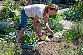 Folgepflanzung im August mit Erdbeere 'Korona' und winterhartem Garten-Knoblauch (Allium sativum)