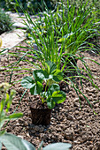Follow-up planting in August with strawberry 'Korona' and hardy garden garlic (Allium sativum)