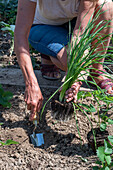 Follow-up planting in August with strawberry 'Korona' and hardy garden garlic (Allium sativum), woman planting