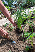 Follow-up planting in August with strawberry 'Korona' and hardy garden garlic (Allium sativum)