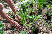 Follow-up planting in August with strawberry 'Korona' and hardy garden garlic (Allium sativum)