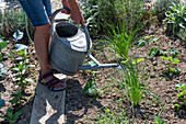Follow-up planting in August with strawberry 'Korona' and hardy garden garlic (Allium sativum), woman watering