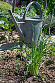 Follow-up planting in August with strawberry 'Korona' and hardy garden garlic (Allium sativum)