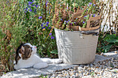 Samenernte von einjährigem Feldrittersporn (Delphinium Consolida), Buntschopf-Salbei (Salvia viridis), Ringelblumen im Eimer neben Katze