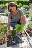 Planting chives (Allium schoenoprasum) as a border in late summer