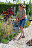 Woman watering chives (Allium schoenoprasum) as a garden border in late summer