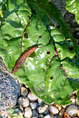 Braune Wegschnecke frisst Löcher in Mangoldblätter (Beta vulgaris)