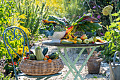 Gemüseernte von Paprika, Tomaten, Zucchini, Mangold in Körben und auf Gartentisch