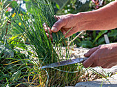 Harvesting chives (Allium Schoenoprasum) in late summer