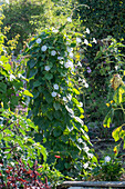 Funnel bindweed 'Milky Way' (Ipomoea) in the flower bed