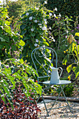 Funnel bindweed 'Milky Way' (Ipomoea) in the flower bed