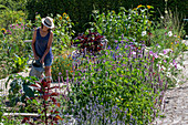 Woman watering the garden, fragrant nettle (Agastache), garden melilot (Atriplex hortensis), cosmea (Cosmos)