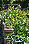 Flower bed with marigolds (Calendula) and ornamental leeks (Allium)