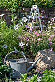 Blumenbeet mit Cosmea (Cosmos), Feld-Rittersporn (Delphinium consolida), Kalifornischer Mohn (Eschscholzia californica), Zinnien und Gemeine Nachtkerze mit Gießkanne
