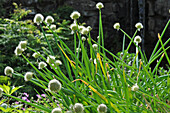 Altai-Lauch (Allium altaicum)