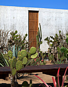 Kaktusgarten mit Holzdeck als Weg