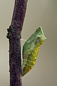 Oldworld Schwalbenschwanz (Papilio machaon) Raupe verpuppt sich, Hoogeloon, Noord-Brabant, Niederlande