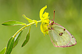 Blass getrübter gelber Schmetterling (Colias hyale), Dordogne, Frankreich