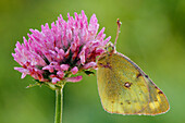 Blass getrübter gelber Schmetterling (Colias hyale)