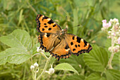 Großer Fuchsschmetterling (Nymphalis polychloros), ausgewachsen, in Gefangenschaft gezüchtet, ernährt sich von Brombeerblüten, England