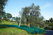 Olive harvest in Italy