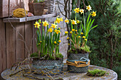 Narzisse 'Tete a Tete' (Narcissus), Winterlinge (Eranthis) in Töpfen, mit Moos und Zweigen auf der Terrasse