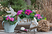 Primel (Primula) in Blumenkasten und alter Gießkanne, mit Hasenfiguren und Stroh auf der Terrasse