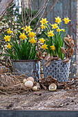 Narzissen (Narcissus) 'Tete a Tete' und 'Tete a Tete Boucle' in Töpfen und Eiern in Nest auf der Terrasse