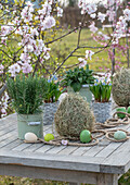 Grape hyacinth 'Mountain Lady' (Muscari), rosemary and sage in a pot and hay with Easter eggs in front of flowering branches