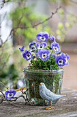 Blaue Hornveilchen (Viola Cornuta) mit Moos in Kuchenform und Vogelfigur auf Terrassentisch