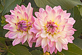 Dahlia 'Sincerity' flowers