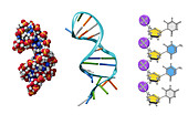 RNA molecules, illustration