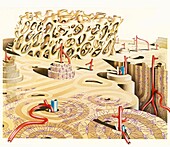 Bone microstructure, illustration