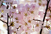 Yoshino cherry (Prunus x yedoensis) flowers