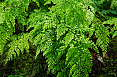 Maidenhair ferns (Adiantum venustum)