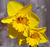 Narcissus 'Dutch Master' flowers