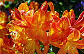 Azalea (Rhododendron 'Arneson Gem')