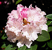 Rhododendron 'Dreamland' flowers