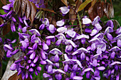 Wisteria x valderi 'Murasaki-kapitan'