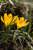 Golden crocus (Crocus chrysanthus) flowers