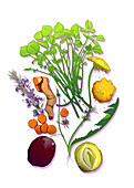 Foods containing phytonutrients, illustration