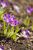 Crocus (Crocus tommasinianus 'Barr's Purple') flowers