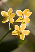 Moth orchid (Phalaenopsis 'Mini Lemon Drops ')