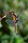 Broad-bodied chaser dragonfly resting