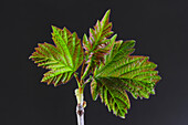 Guelder rose (Viburnum opulus) foliage