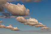 Cumulus clouds