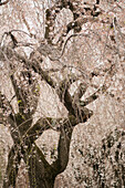 Prunus subhirtella 'Pendula' tree blossoming