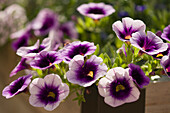 Calibrachoa 'Superbells Blue Moon Punch' flowers