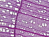 Lime wood, light micrograph